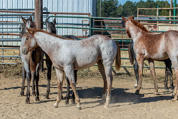 PastureColts-34