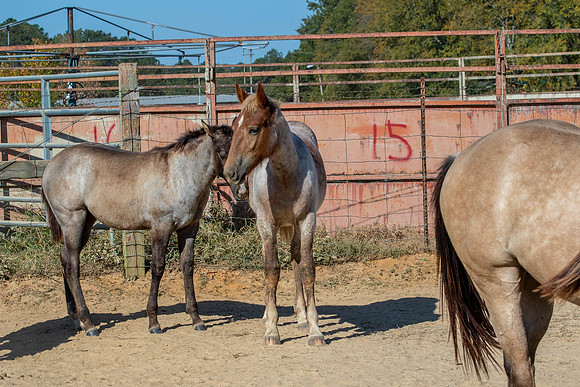 PastureColts-35