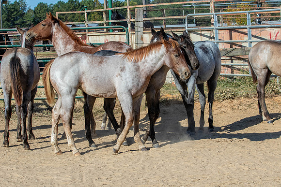 PastureColts-37