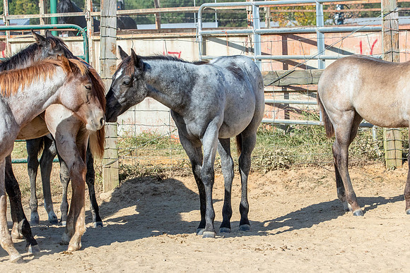 PastureColts-36
