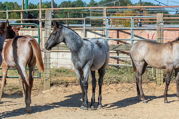 PastureColts-38