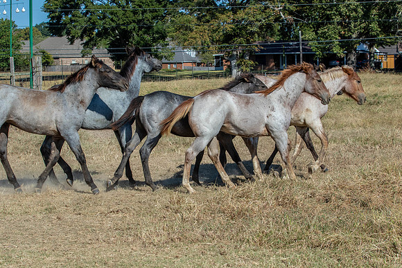 PastureColts-39