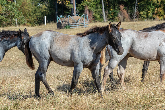 PastureColts-40