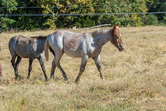 PastureColts-41
