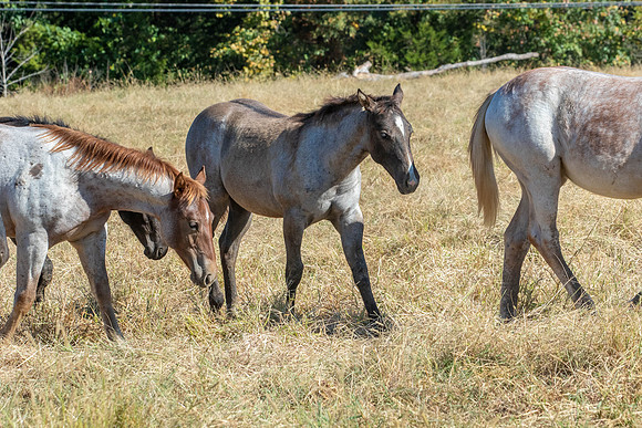 PastureColts-42