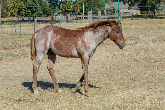 PastureColts-43