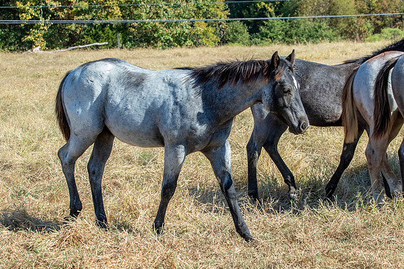 PastureColts-44