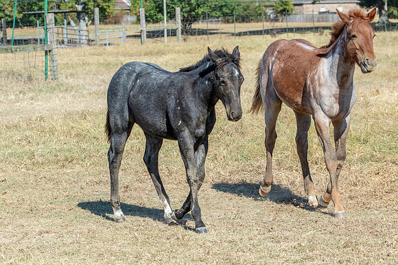 PastureColts-45