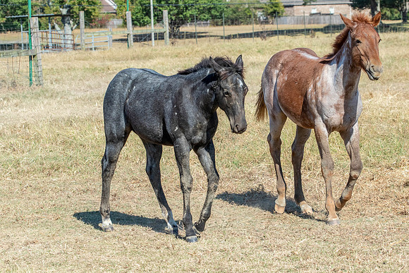 PastureColts-46
