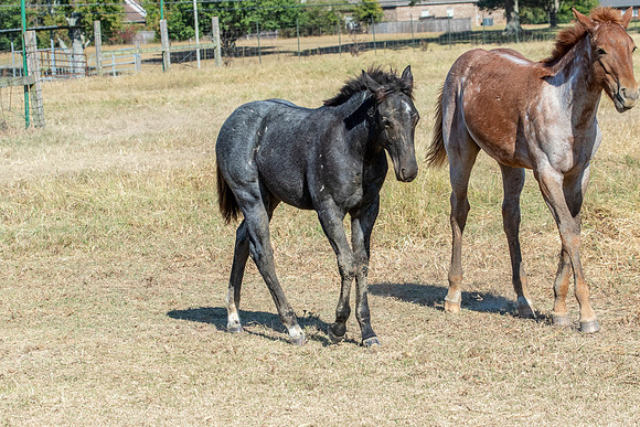 PastureColts-47
