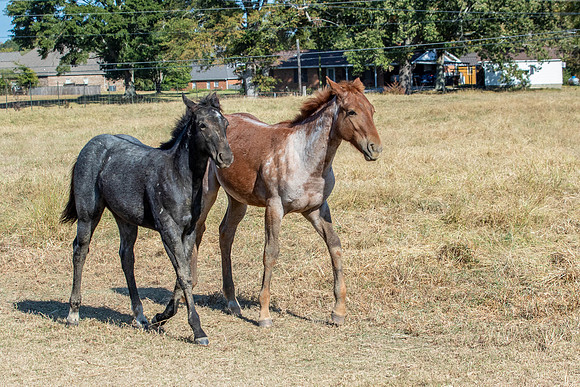 PastureColts-48