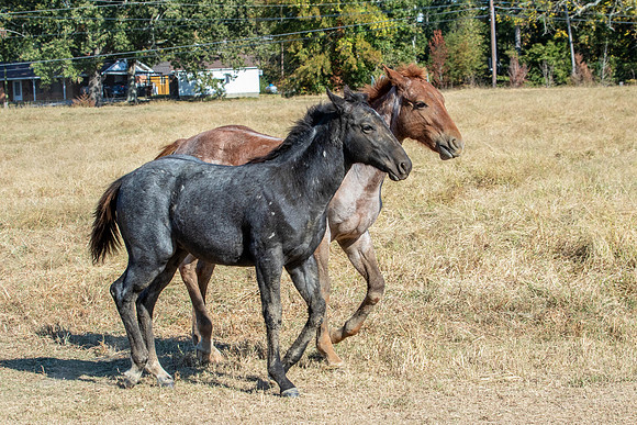 PastureColts-50
