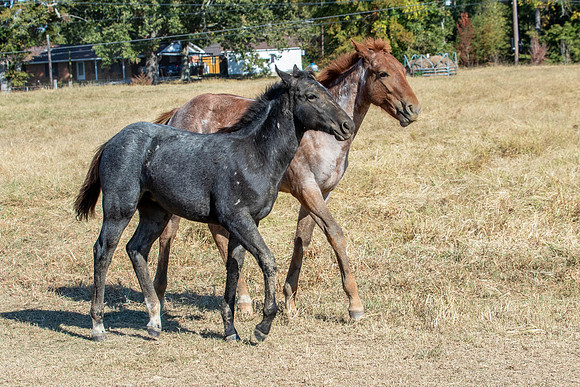 PastureColts-49
