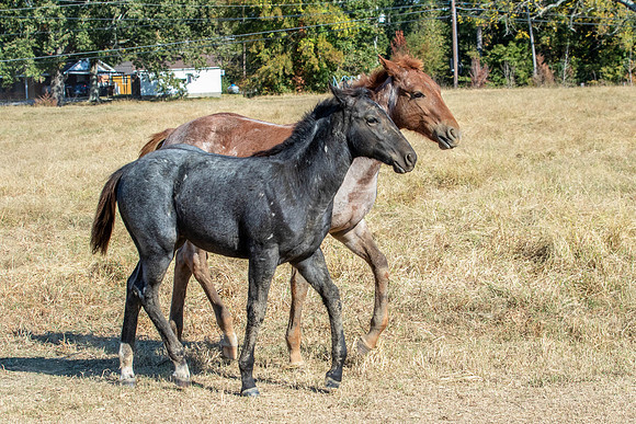 PastureColts-51