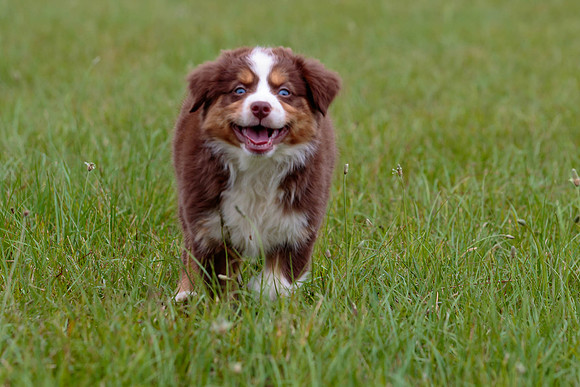 Puppies-7814