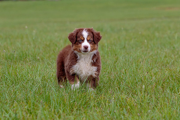 Puppies-7808