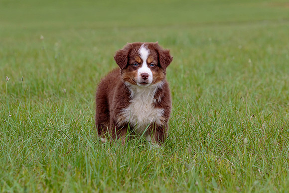Puppies-7807