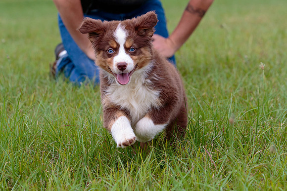 Puppies-7798