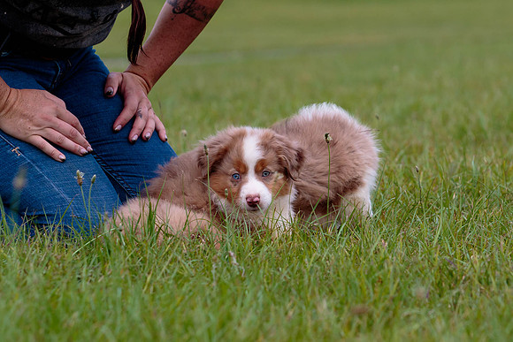 Puppies-7816