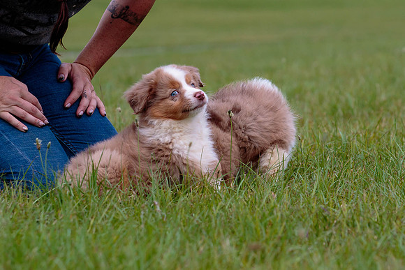 Puppies-7819
