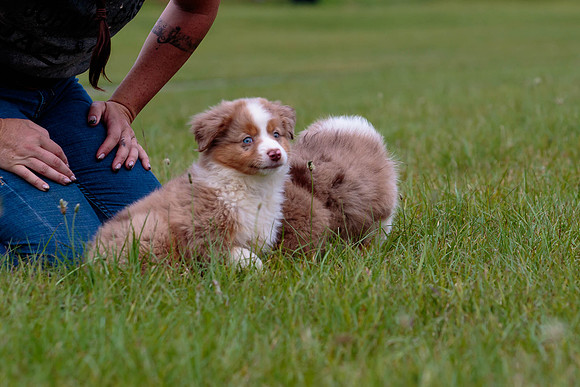 Puppies-7820
