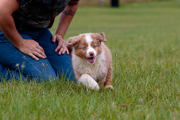 Puppies-7823