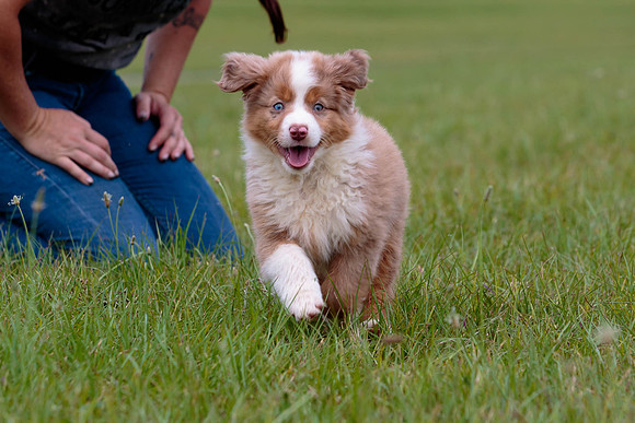 Puppies-7824