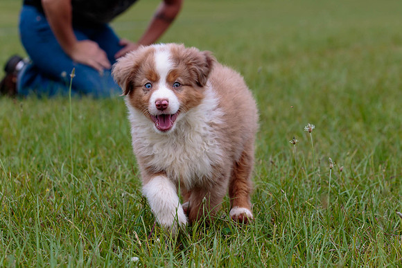 Puppies-7831