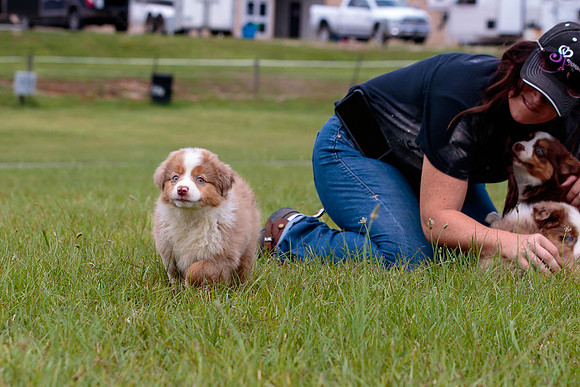 Puppies-7840