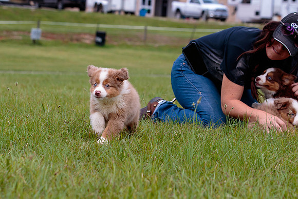 Puppies-7841