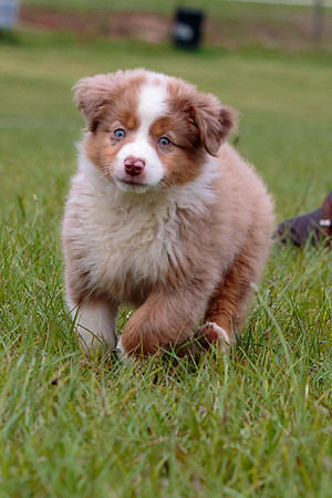 Puppies-7844