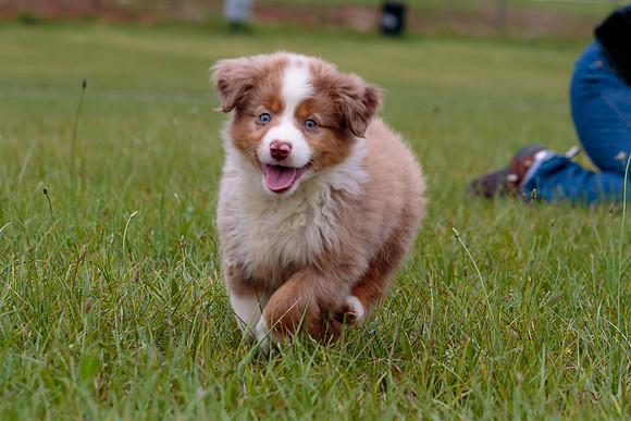 Puppies-7847