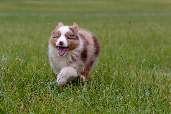 Puppies-7864