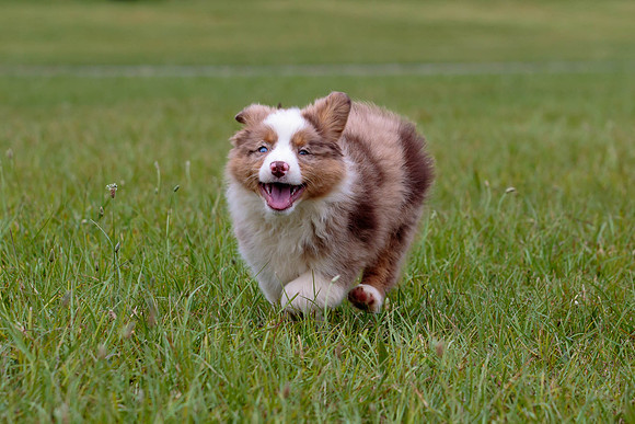 Puppies-7862