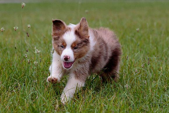 Puppies-7865