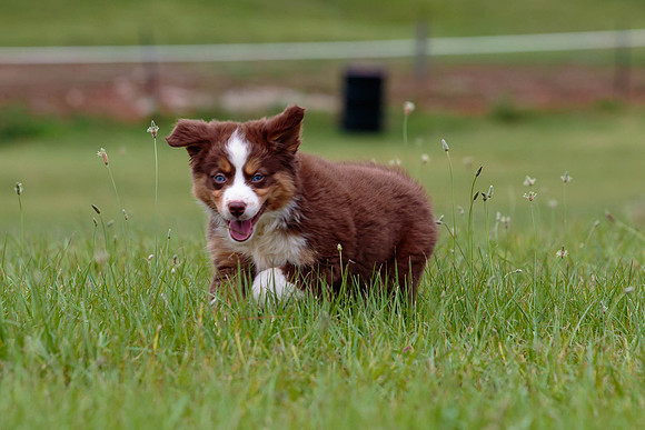 Puppies-7869