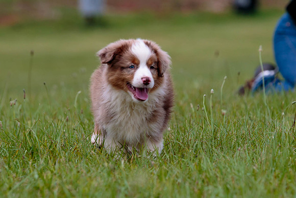 Puppies-7885