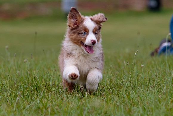 Puppies-7886