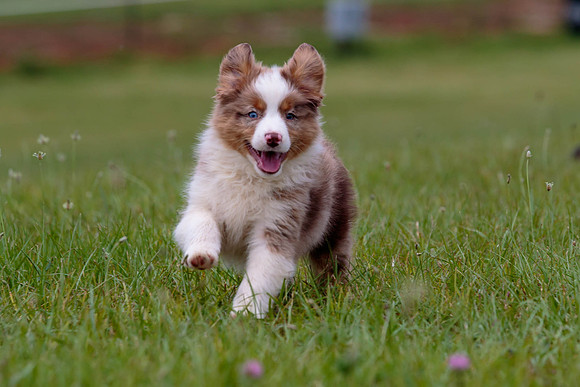 Puppies-7888