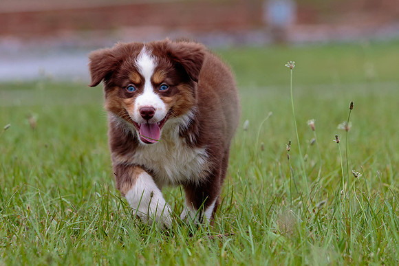 Puppies-7881
