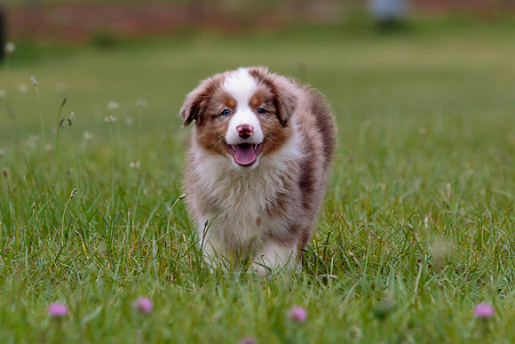 Puppies-7890