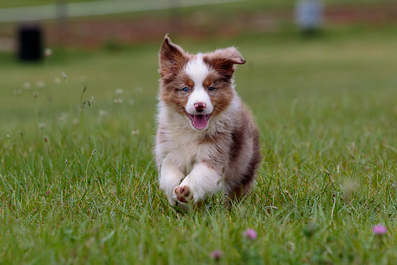 Puppies-7891