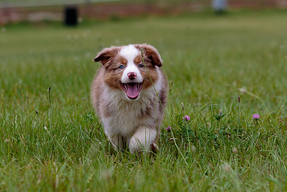 Puppies-7894