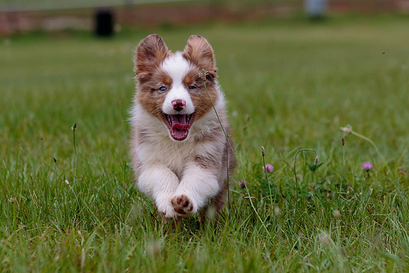 Puppies-7895
