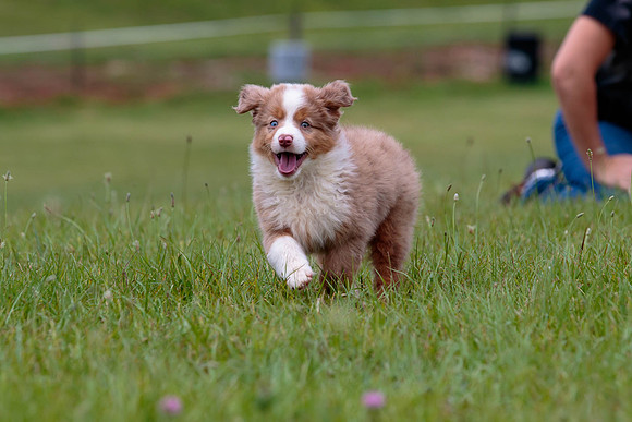 Puppies-7899