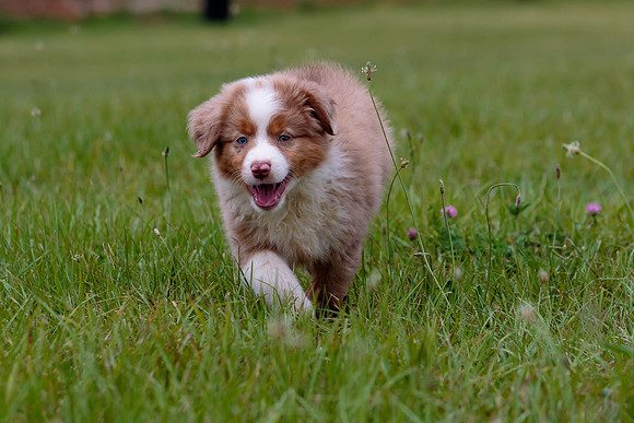 Puppies-7906