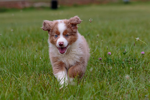 Puppies-7907
