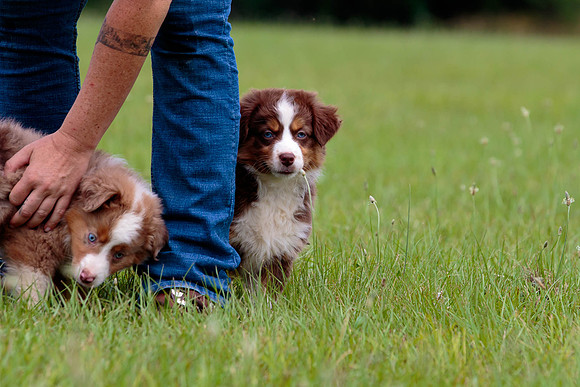 Puppies-7909