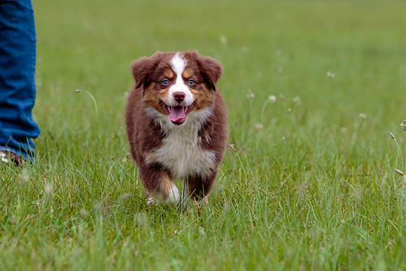 Puppies-7913