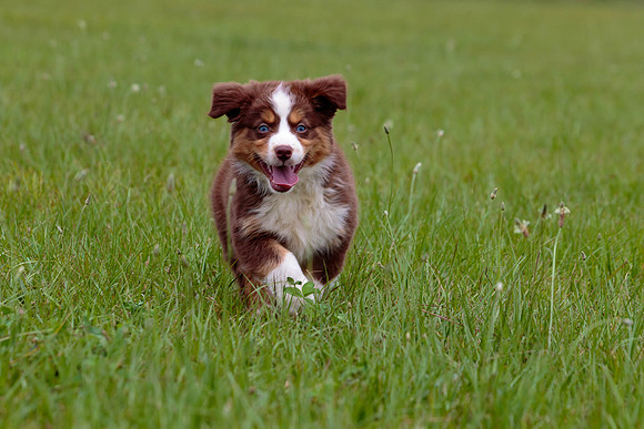 Puppies-7916